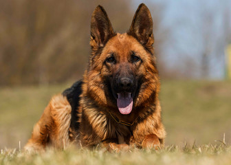 shepherd dog lying in the grass