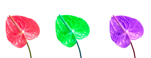 Isolated anthurium flower. Trends 2019.