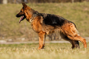 dog shepherd in rack