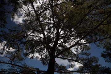 Fototapeta na wymiar Sky through the trees