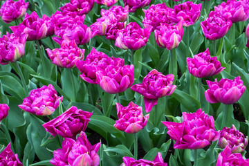 Beautiful colorful tulips and daffodils fields in Netherlands