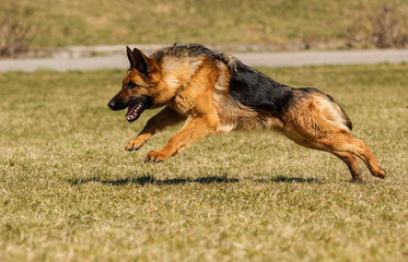 shepherd dog running in the grass