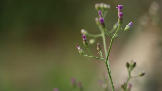 Little ironweed, Ash-coloured fleabane 