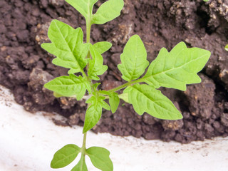 Young green seedlings of tomatoes in early spring.