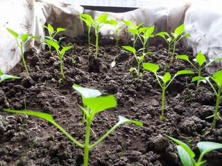 Young seedlings of green pepper for the garden.