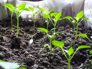 Young green seedlings of peppers in early spring.