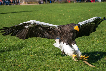 The Steller's sea eagle, Haliaeetus pelagicus s a large bird of prey