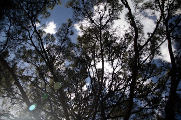 Sky through the trees