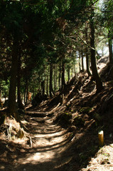 福岡県・英彦山 山道に差し込む陽光　