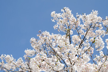 桜 空