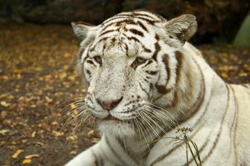 white tiger resting