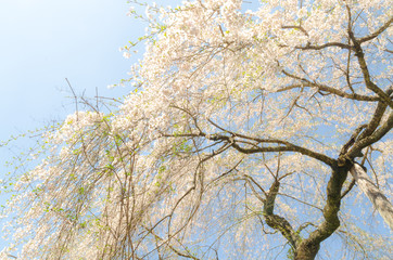 Fototapeta premium しだれ桜
