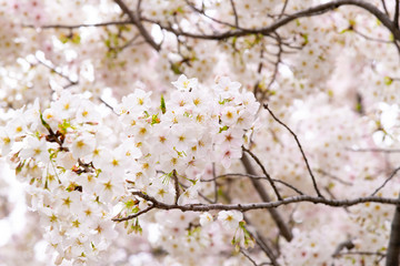 東京千鳥ヶ淵の桜