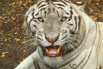 white tiger resting