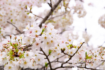 Fototapeta premium 東京千鳥ヶ淵の桜
