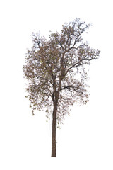 Tree isolated on white background