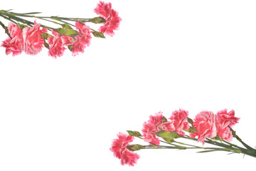 carnation on white background 