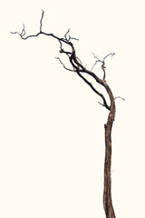 Fototapeta premium Dead tree isolated on white background