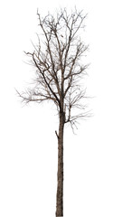 Obraz premium Dead tree isolated on white background