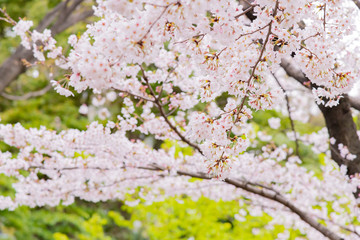 東京千鳥ヶ淵の桜