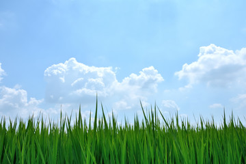 Obraz na płótnie Canvas Green leaves with blue sky