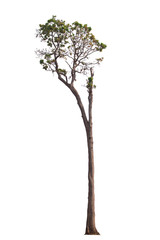 Tree isolated on white background