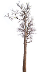 Fototapeta premium Dead tree isolated on white background