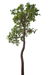 Obraz premium Tree isolated on white background