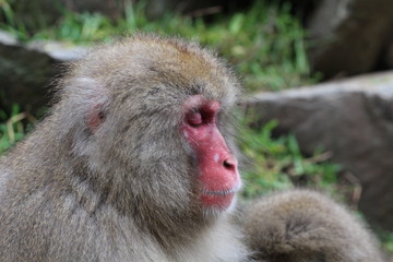 japanische Schneeaffen im Onsen