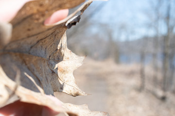 Leaf