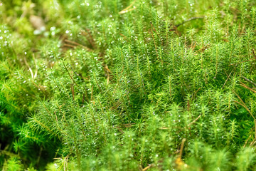 Moss in the marsh with drops of dew on a sunny day