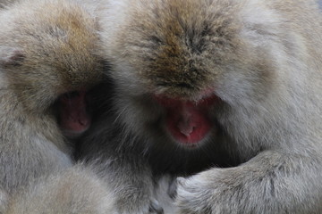 japanische Schneeaffen im Onsen