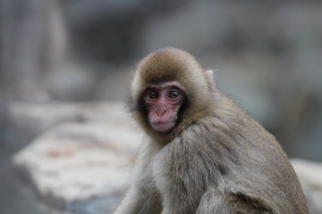 japanische Schneeaffen im Onsen