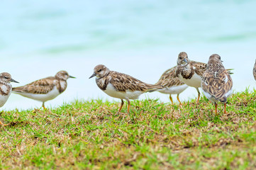 Pectoral sandstone bird on the grass on the background of water