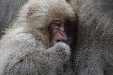 japanische Schneeaffen im Onsen
