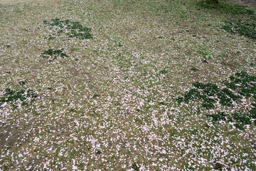 桜の花びら散る公園