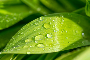 Large drops of water on long green tulip leaves, background close-up