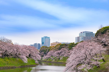 東京千鳥ヶ淵の桜