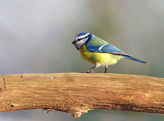 blue tit on a tree