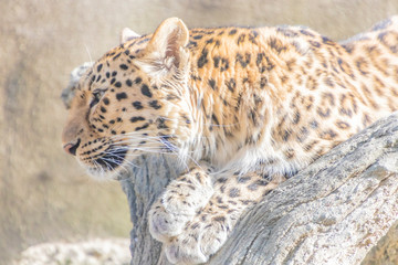 アムールヒョウ