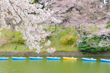 Naklejka premium 東京千鳥ヶ淵の桜