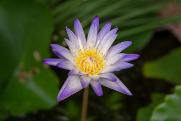 perple water lily