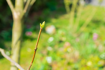young shoot on a tree
