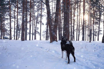 Naklejka premium winter forest landscape / December view in a forest of powdered snow, snowfall landscape
