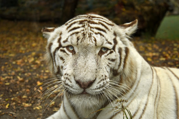 Fototapeta na wymiar white tiger resting