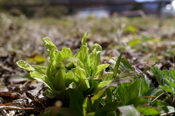 butterbur to bud