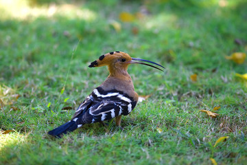 Bird on the grass in the tropics