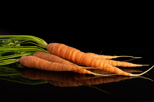 Group of five whole fresh orange carrot with greens isolated on black glass