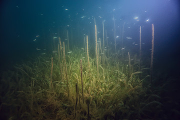 night underwater landscape / diving at night in fresh water, green algae, clear fresh water at...