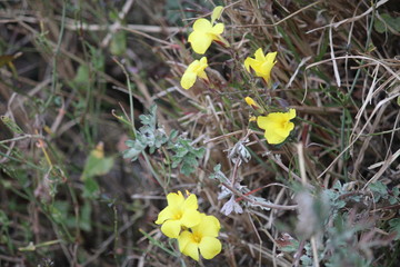 yellow flowers in spring
